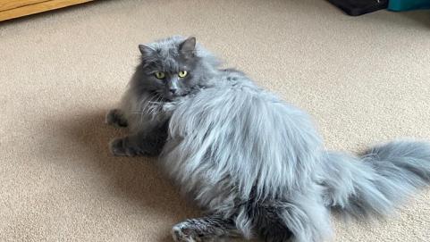 Extra large fluffy grey cat lying down on a carpet
