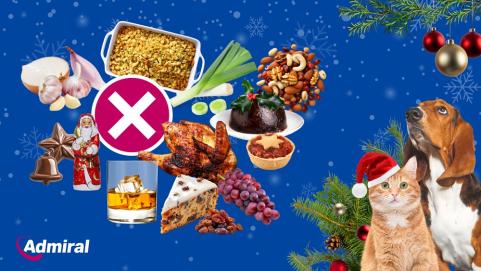 Christmas foods not to feed your pets 