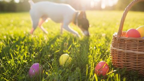 Easter eggs in a basket on the grass on a sunny Spring day close-up. Running dog in the background
